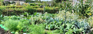 klitzekleines Gartenblog