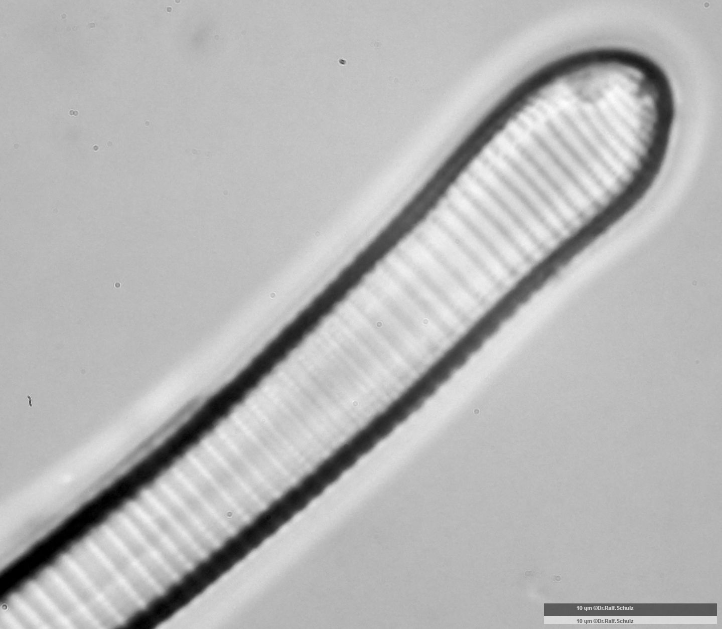 Eunotia formica 1 Ende 1 20250227 Ca100AHf1p 00145 hp
