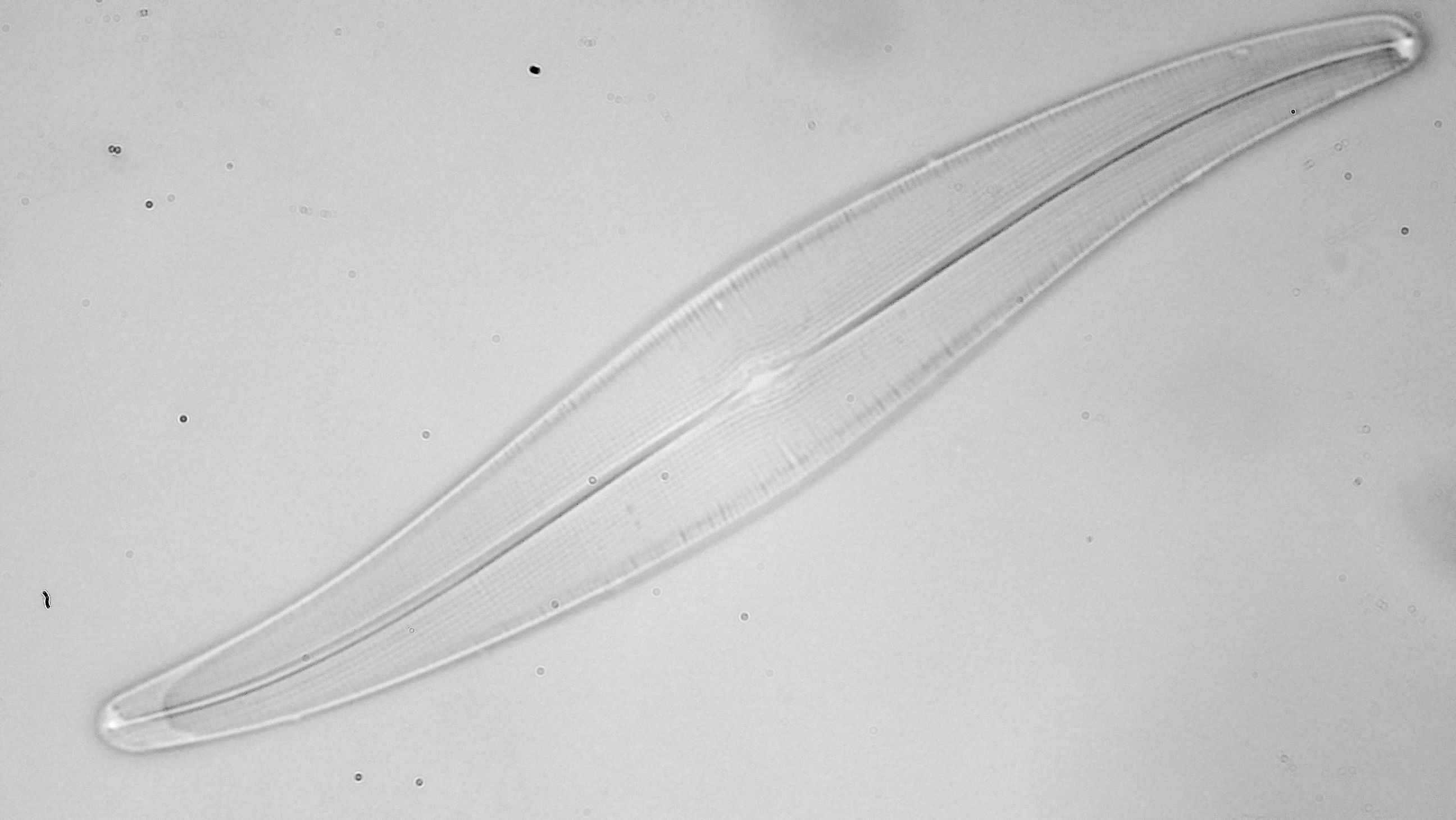 Gyrosigma acuminatum 20250120 Ca40LHf1p 00262 hp