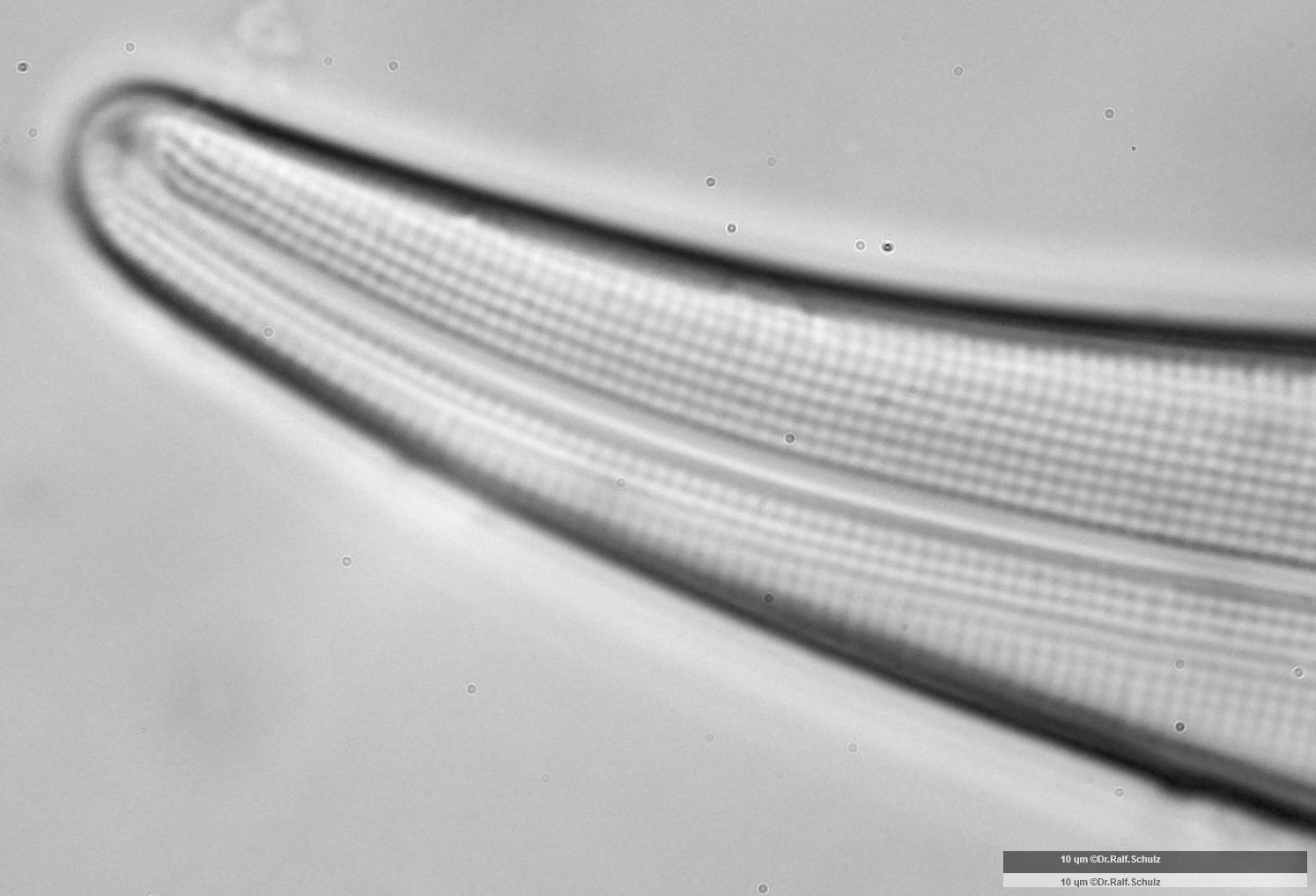 Gyrosigma acuminatum Raphenende1 20241212 Ca100AHf1p 00145 hp