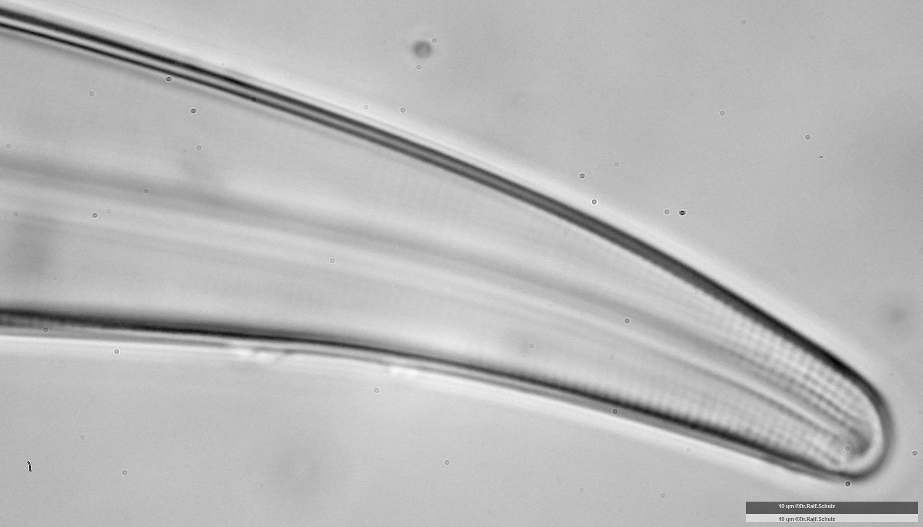 Gyrosigma acuminatum Raphenende2 20241212 Ca100AHf1p 00145 hp