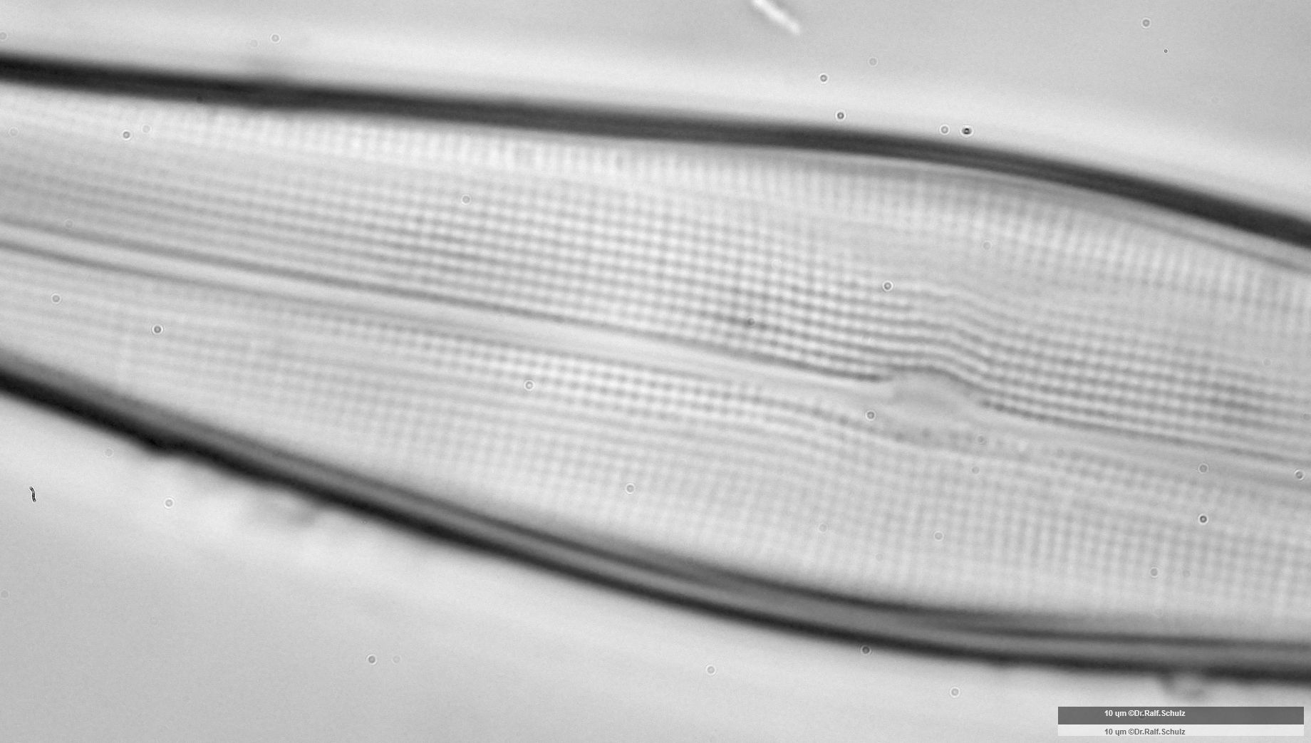 Gyrosigma acuminatum Zentralarea 20241212 Ca100AHf1p 00145 hp