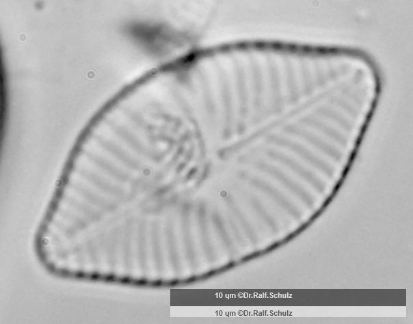 Navicula constans var symmetrica Fokus 2 20250214 Ca100AHf1p 00145 hp