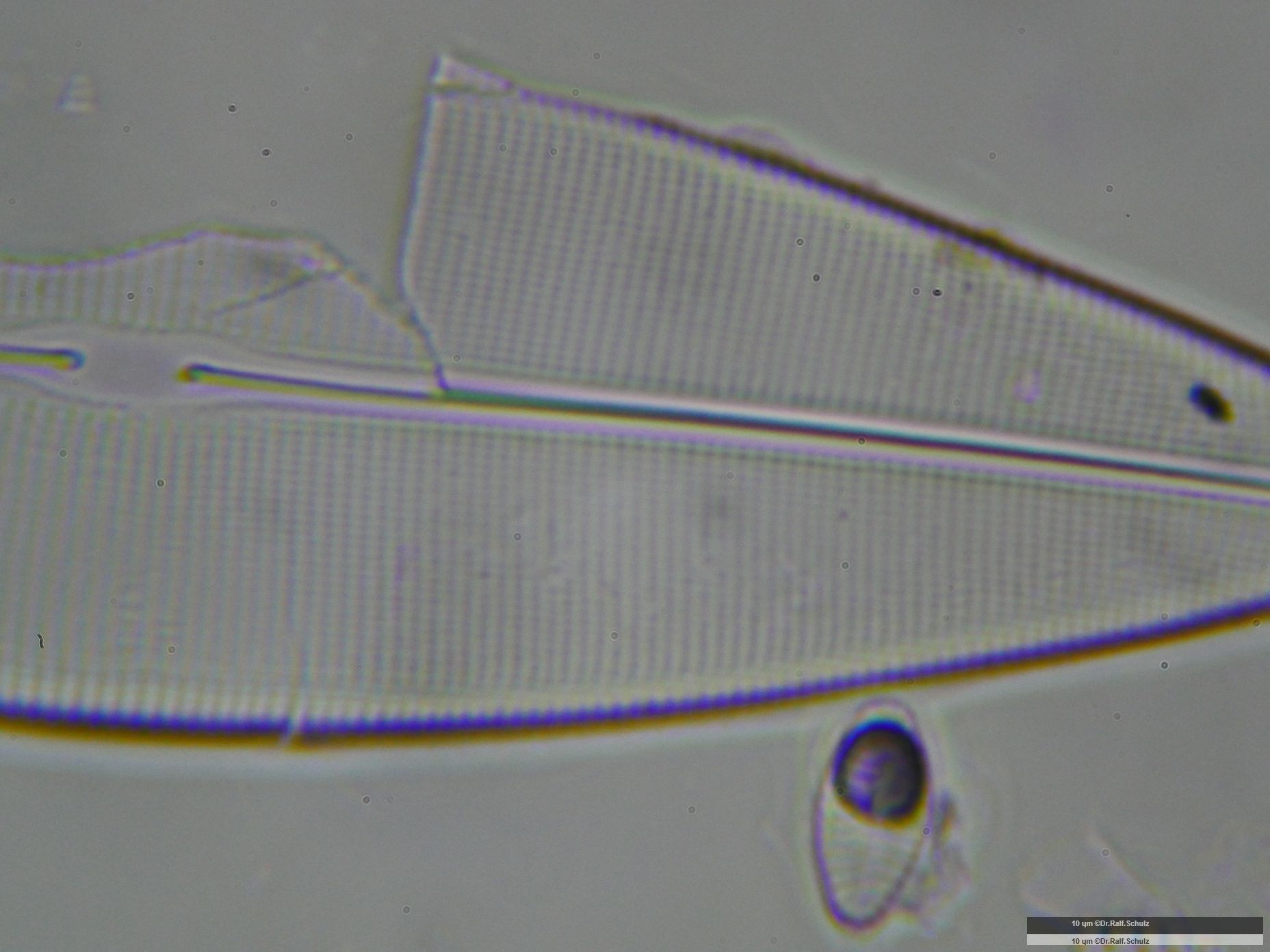 Navicula cuspidata 20241221 Ca100AHf1p 00145 hp