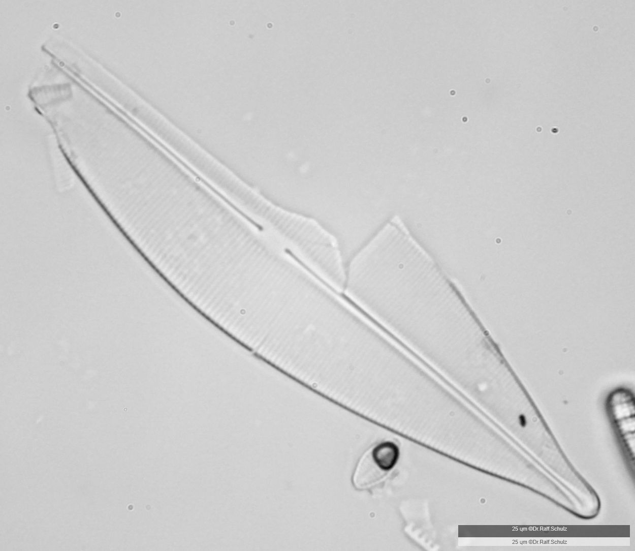 Navicula cuspidata 20241221 Ca40AHf1p 0037 hp