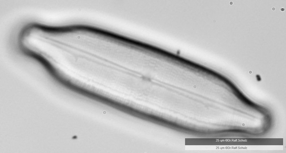 Neidium affine Fokus 03 20241212 Ca40AHf1p 0037 hp