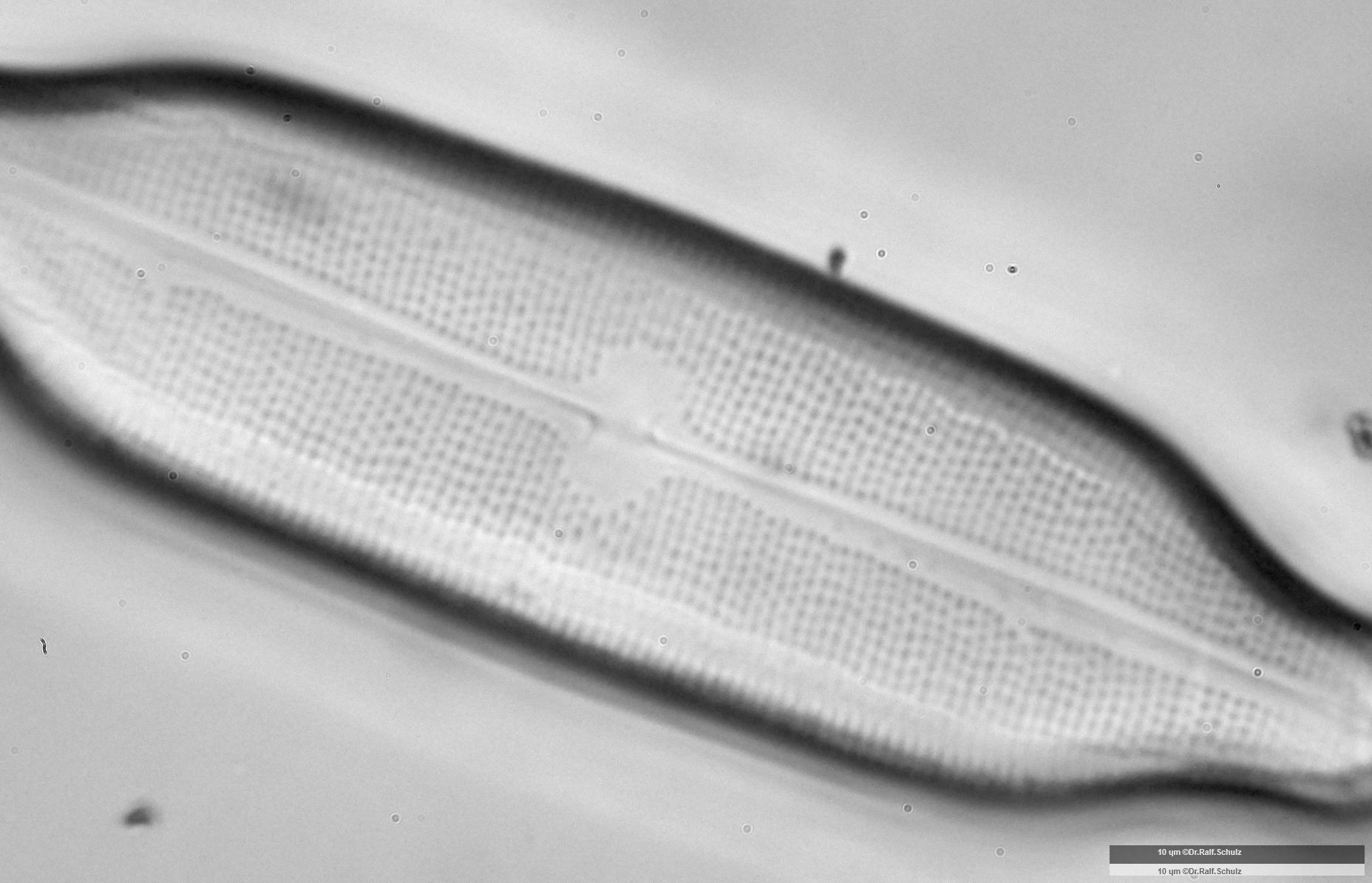 Neidium affine Zentralbereich 1 20241212 Ca100AHf1p 00145 hp