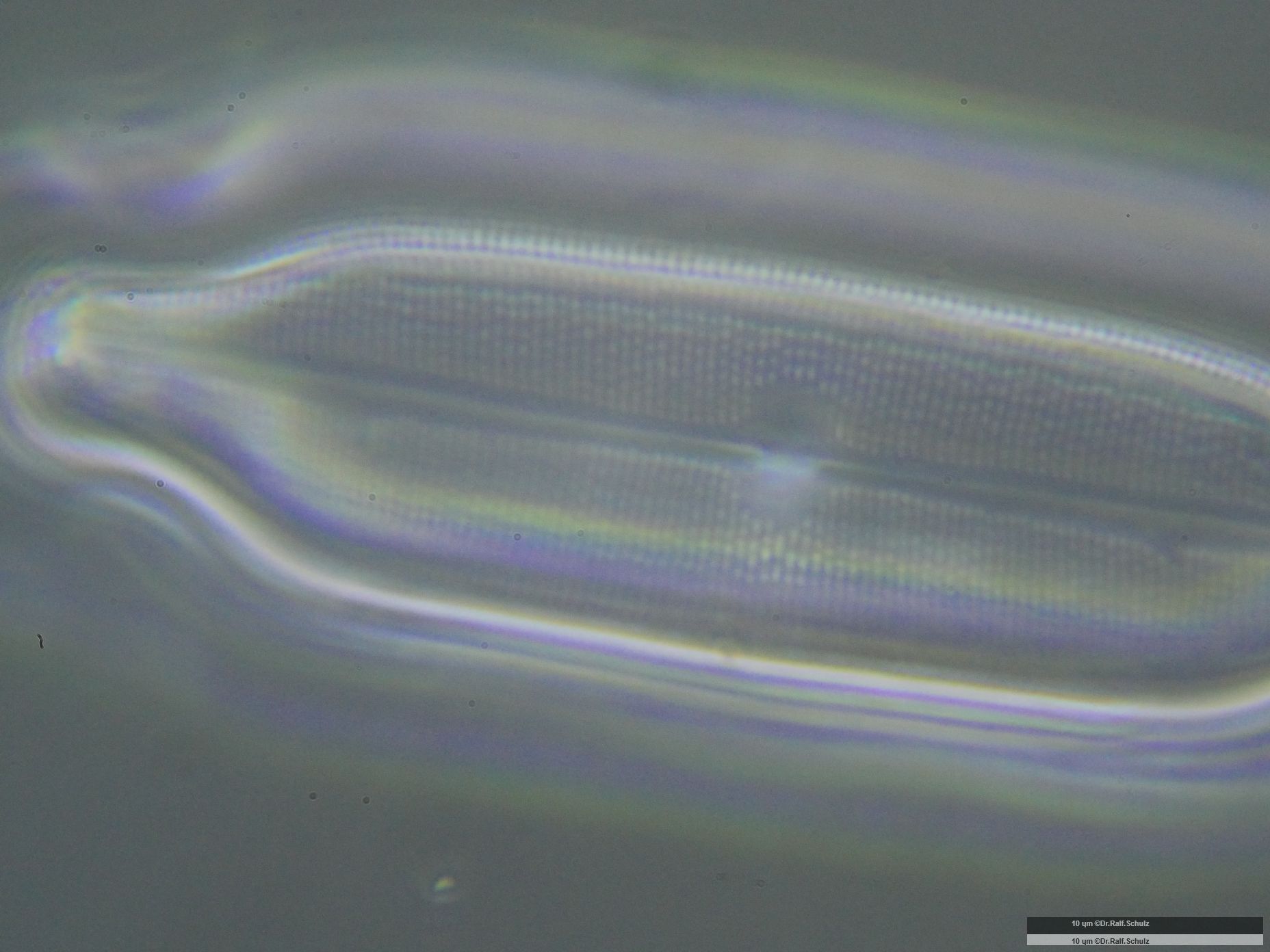 Neidium affine 20250102 Cp100APhA1p 00141 hp