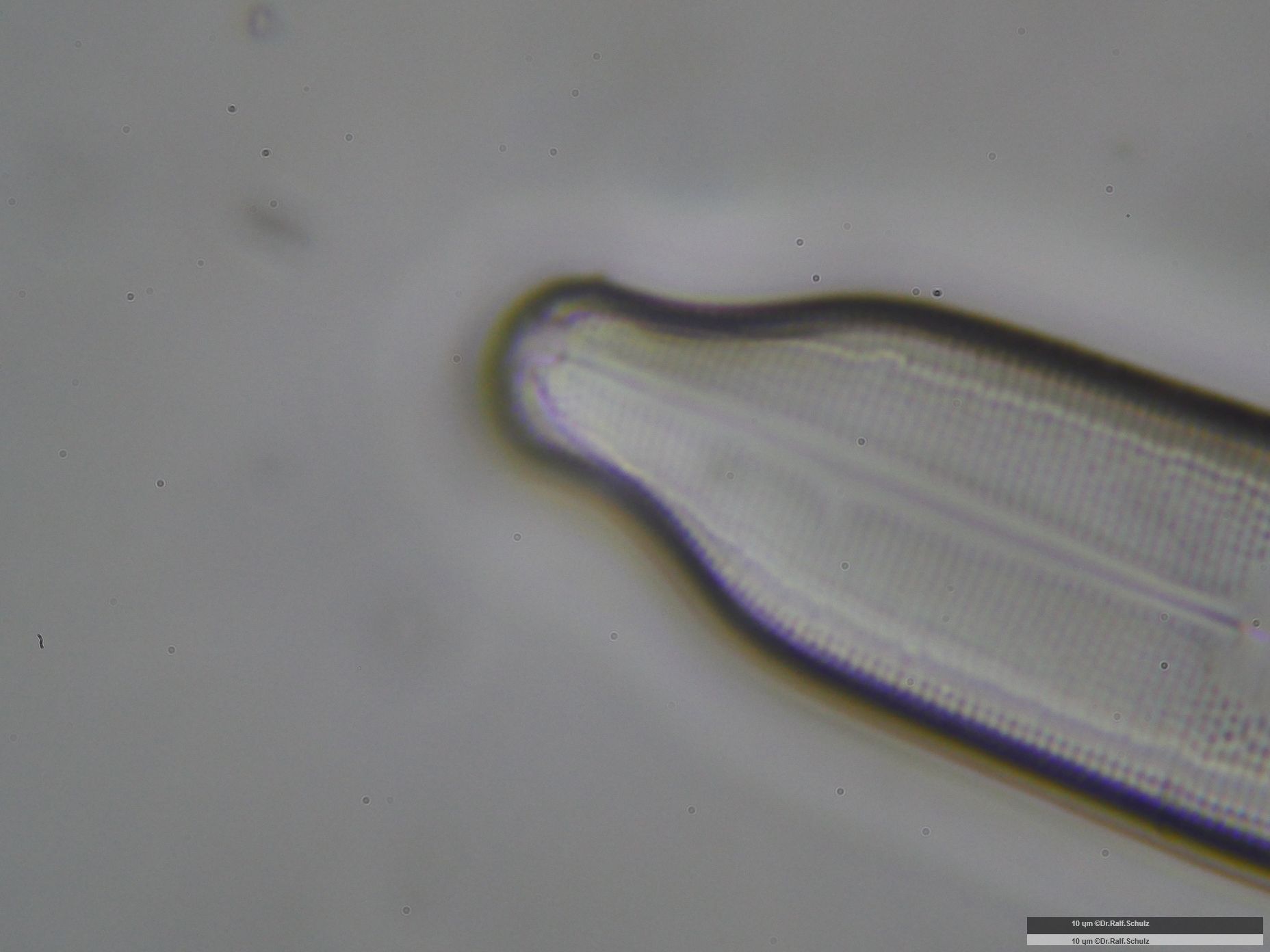 Neidium affine distale Raphe 20241212 Ca100AHf1p 00145 hp