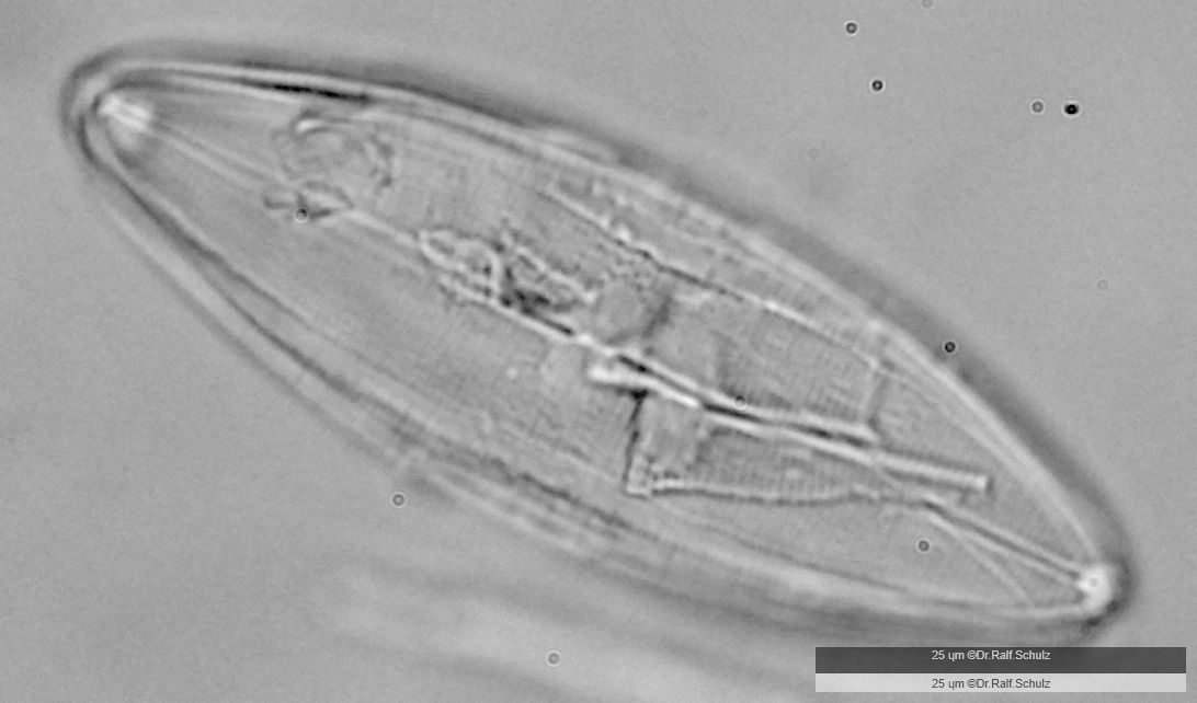 Neidium ampliatum 20241217 Ca40AHf1p 0037 hp