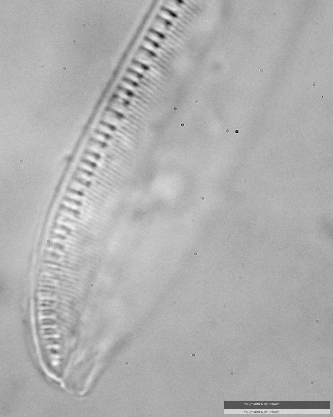 Nitzschia dubia Apikal 2 20241217 Ca100AHf1p 00145 hp