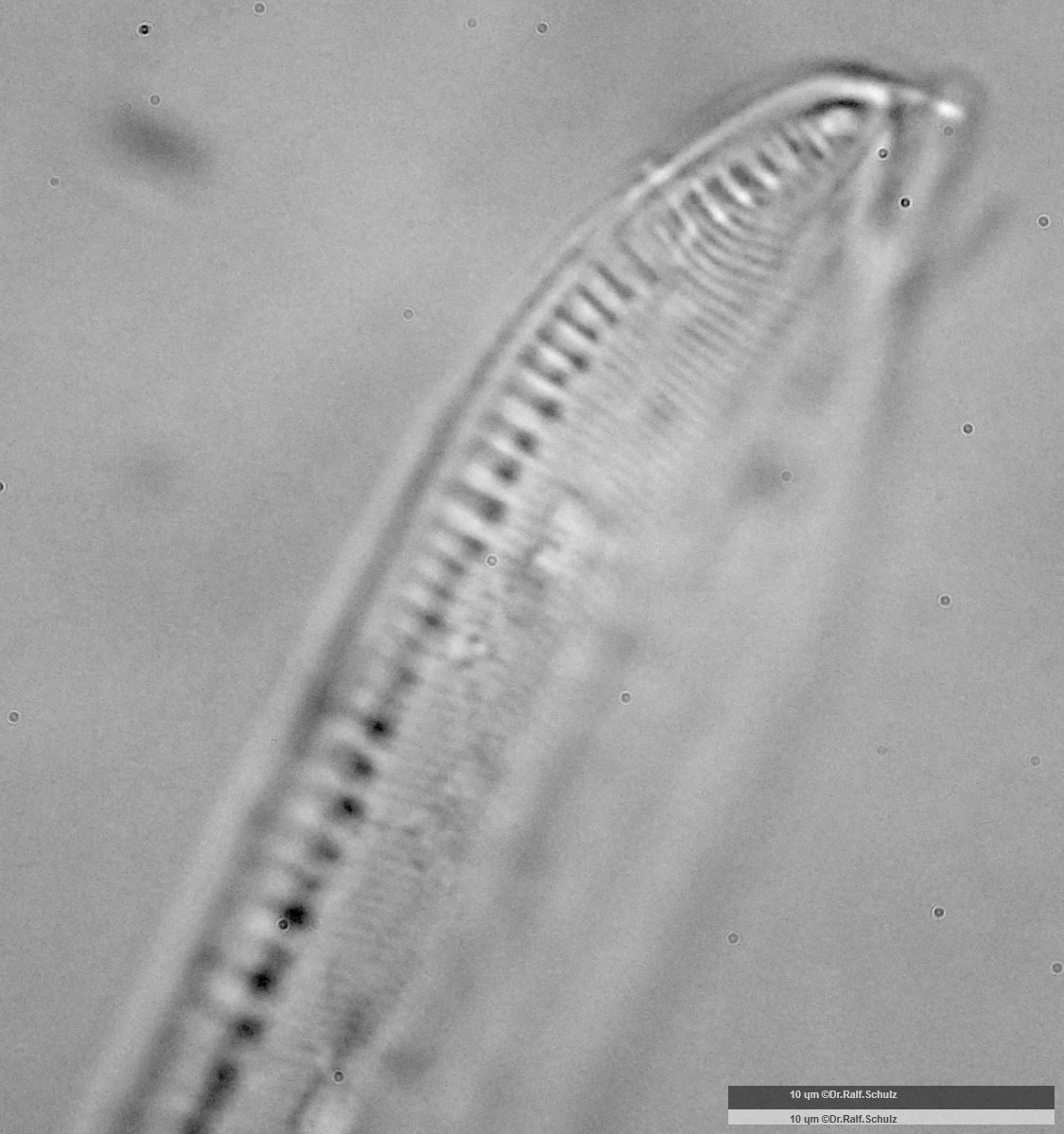 Nitzschia dubia Apikal 1 20241217 Ca100AHf1p 00145 hp