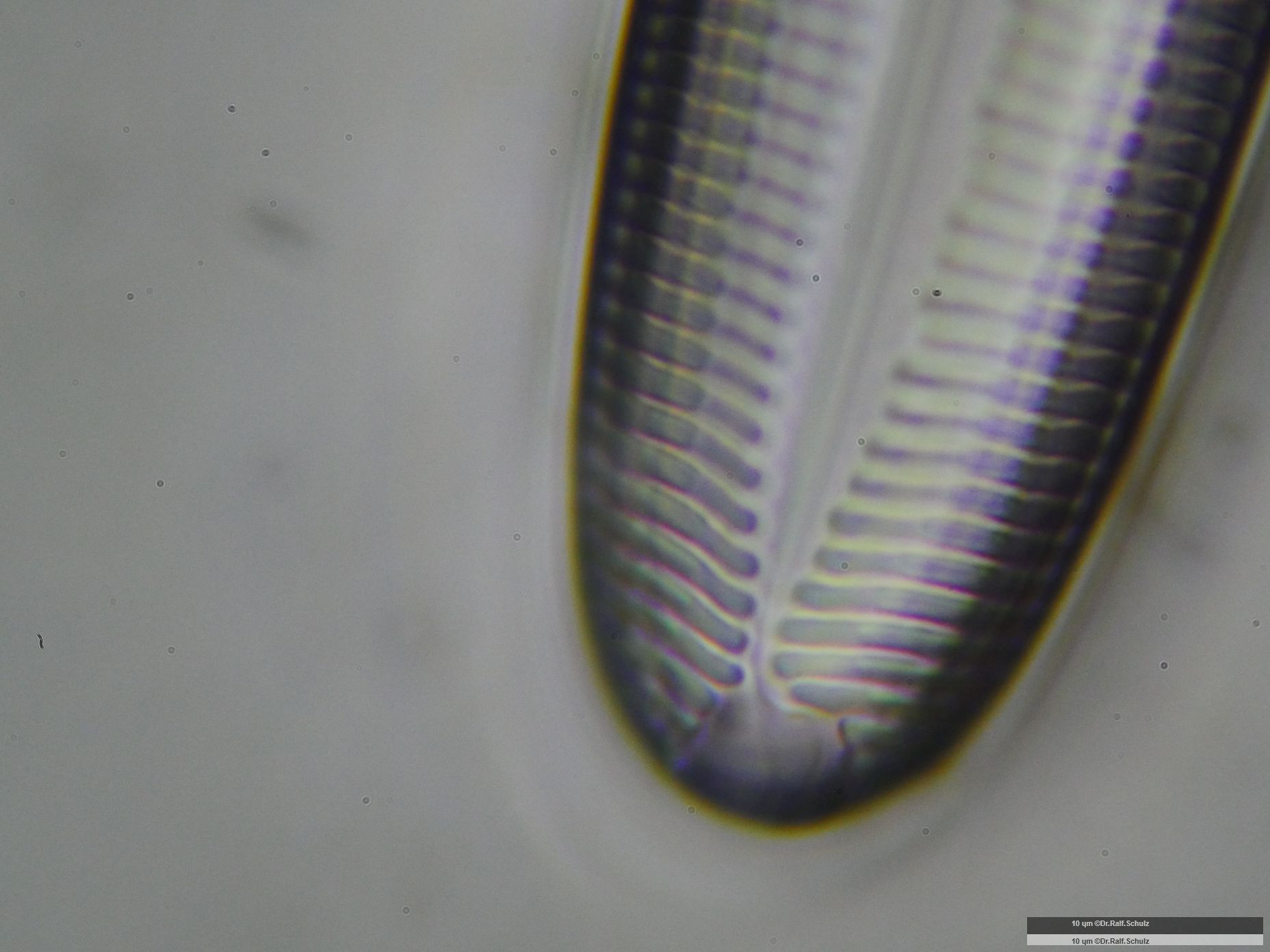 Pinnularia major Raphenende 1 20241218 Ca100AHf1p 00145 hp
