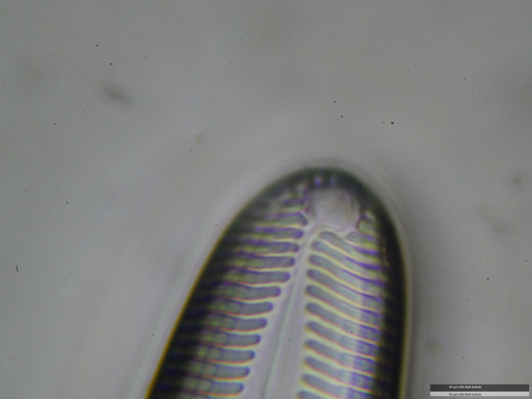 Pinnularia major Raphenende 2 20241218 Ca100AHf1p 00145 hp