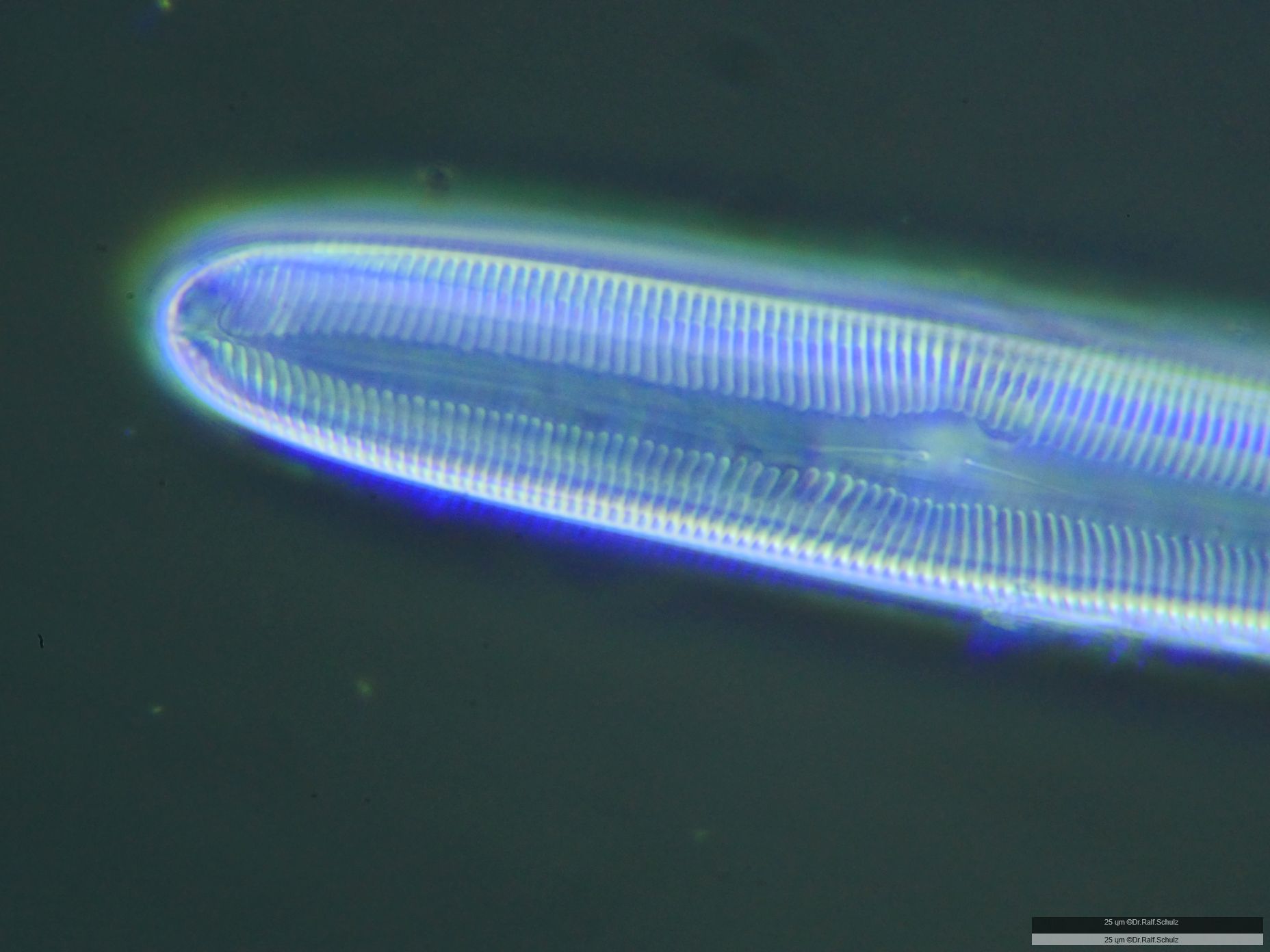 Pinnularia major 20250102 Ca40ADf1p 0037 hp
